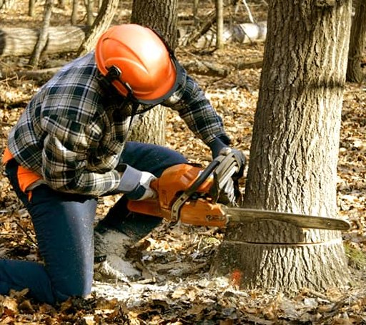 Arborist assessing tree health in West Virginia